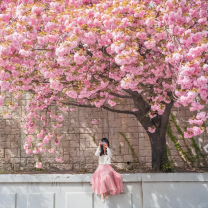 Mùa hoa anh đào Hàn Quốc 2026: Có gì mới khiến dân tình "đứng ngồi không yên"?