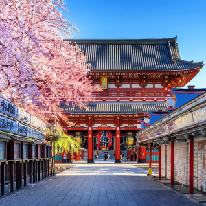 TOUR NGẮM HOA ĐÀO 2026 | SHIZUOKA - YAMANASHI - FUJI - TOKYO 5N4D