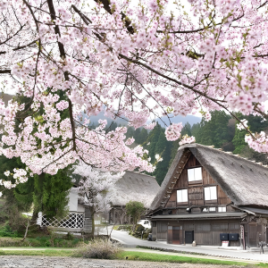 TOUR NGẮM HOA ĐÀO 2026 | SHIRAKAWAGO - TAKAYAMA - YAMANASHI - FUJI - TOKYO 6N5D