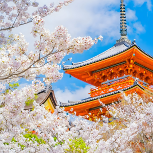 TOUR NGẮM HOA ĐÀO 2026 | CUNG ĐƯỜNG VÀNG: KOBE - OSAKA - KYOTO - YAMANASHI - FUJI - TOKYO 6N5D