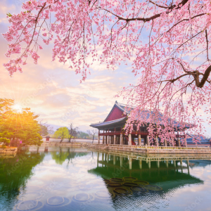 TOUR NGẮM HOA ĐÀO 2026 | SEOUL - NAMI - EVERLAND 5N5D