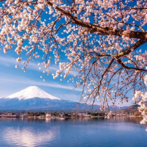 TOUR NGẮM HOA ĐÀO 2026 | OSAKA - NARA - KYOTO - NAGOYA - YAMANASHI - TOKYO 5N5D