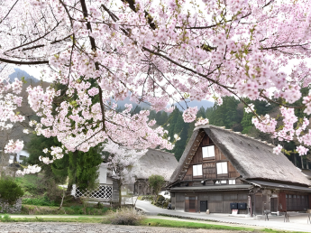 TOUR NGẮM HOA ĐÀO 2026 | SHIRAKAWAGO - TAKAYAMA - YAMANASHI - FUJI - TOKYO 6N5D