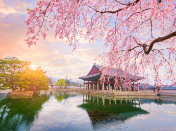 TOUR NGẮM HOA ĐÀO 2026 | SEOUL - NAMI - EVERLAND 5N5D