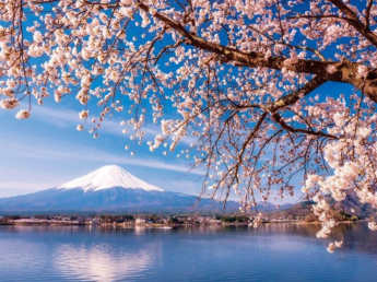 TOUR NGẮM HOA ĐÀO 2026 | OSAKA - NARA - KYOTO - NAGOYA - YAMANASHI - TOKYO 5N5D