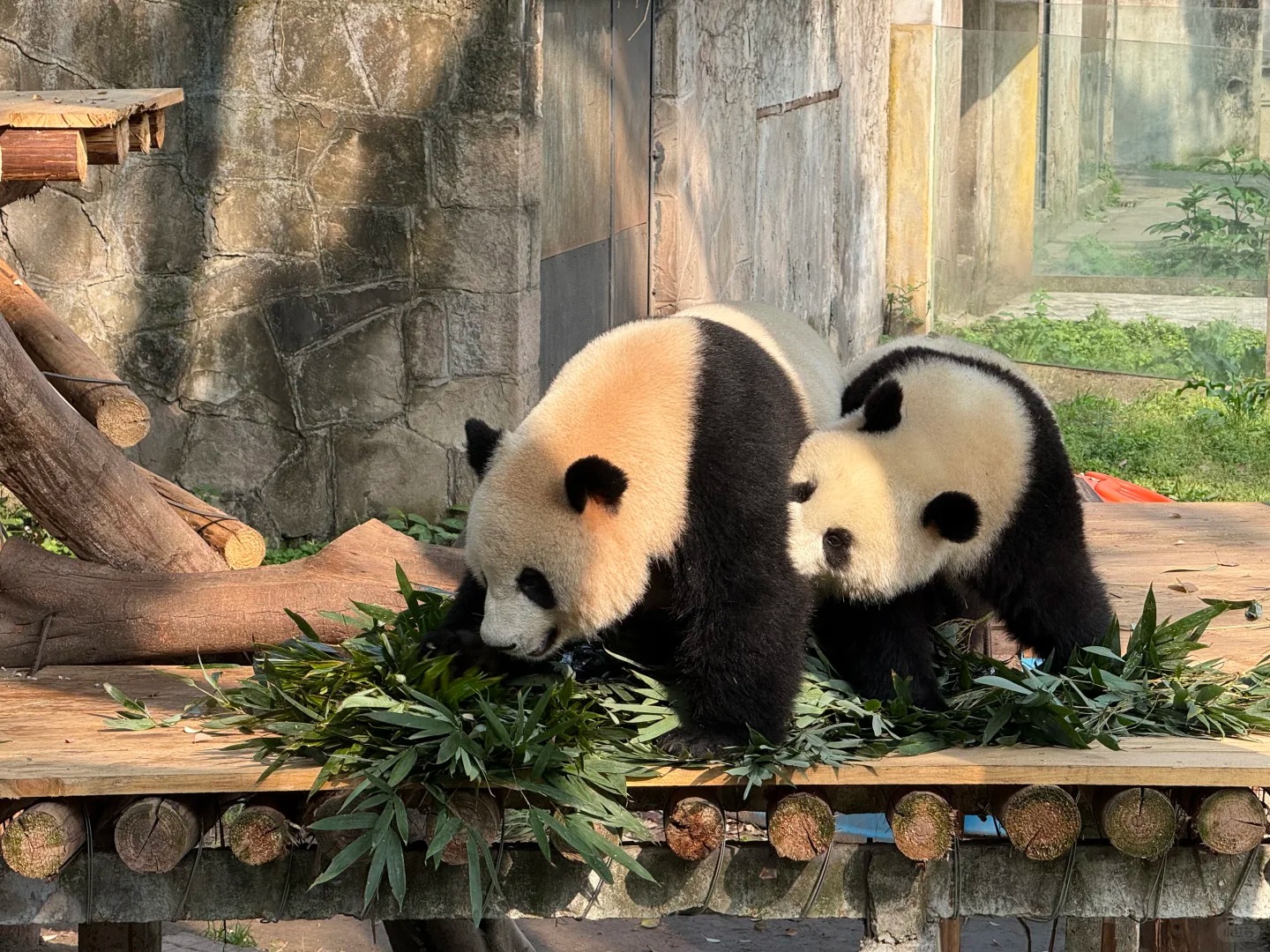 Công viên Gấu Trúc Trùng Khánh