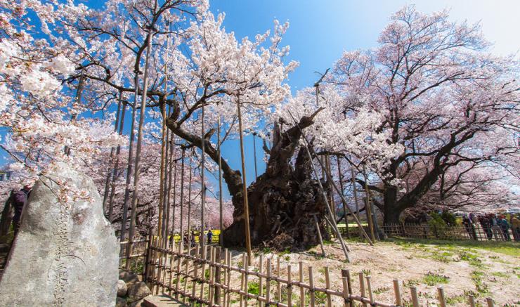 Jindai Sakura