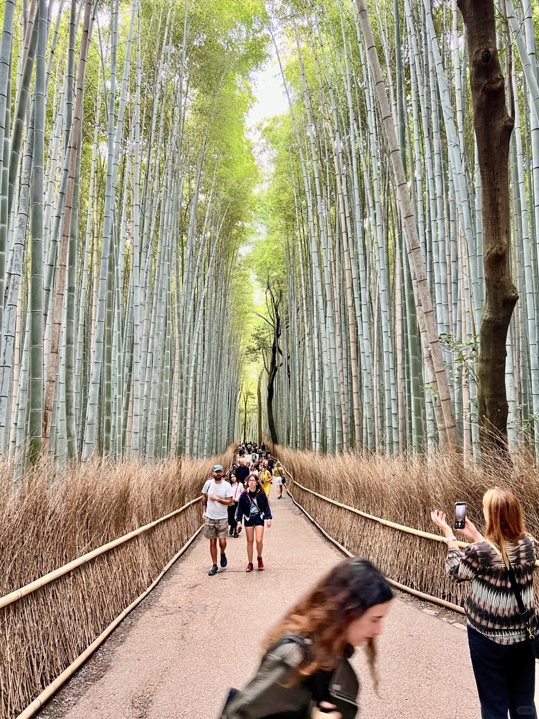Rừng tre Arashiyama