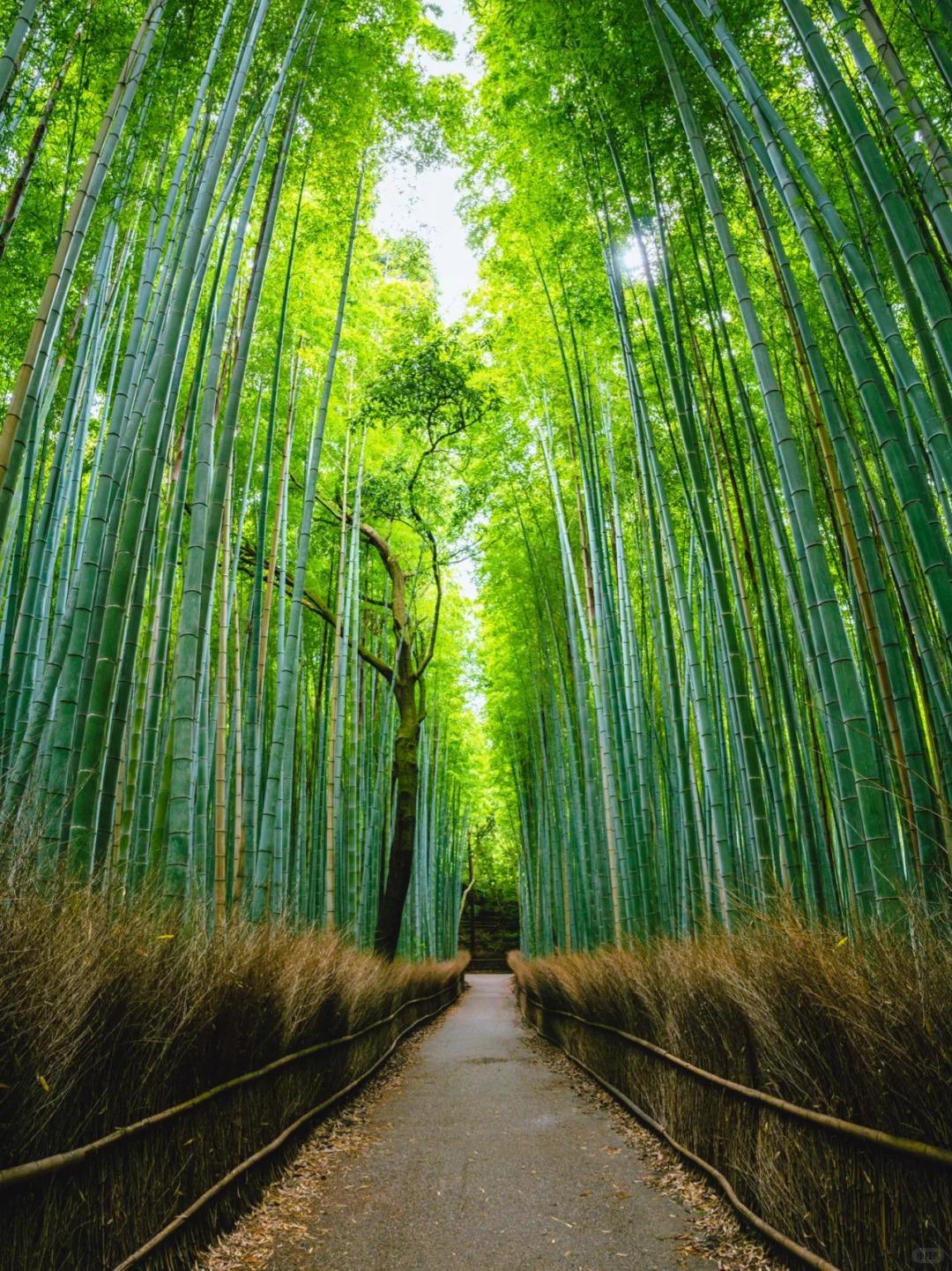 Rừng tre Arashiyama