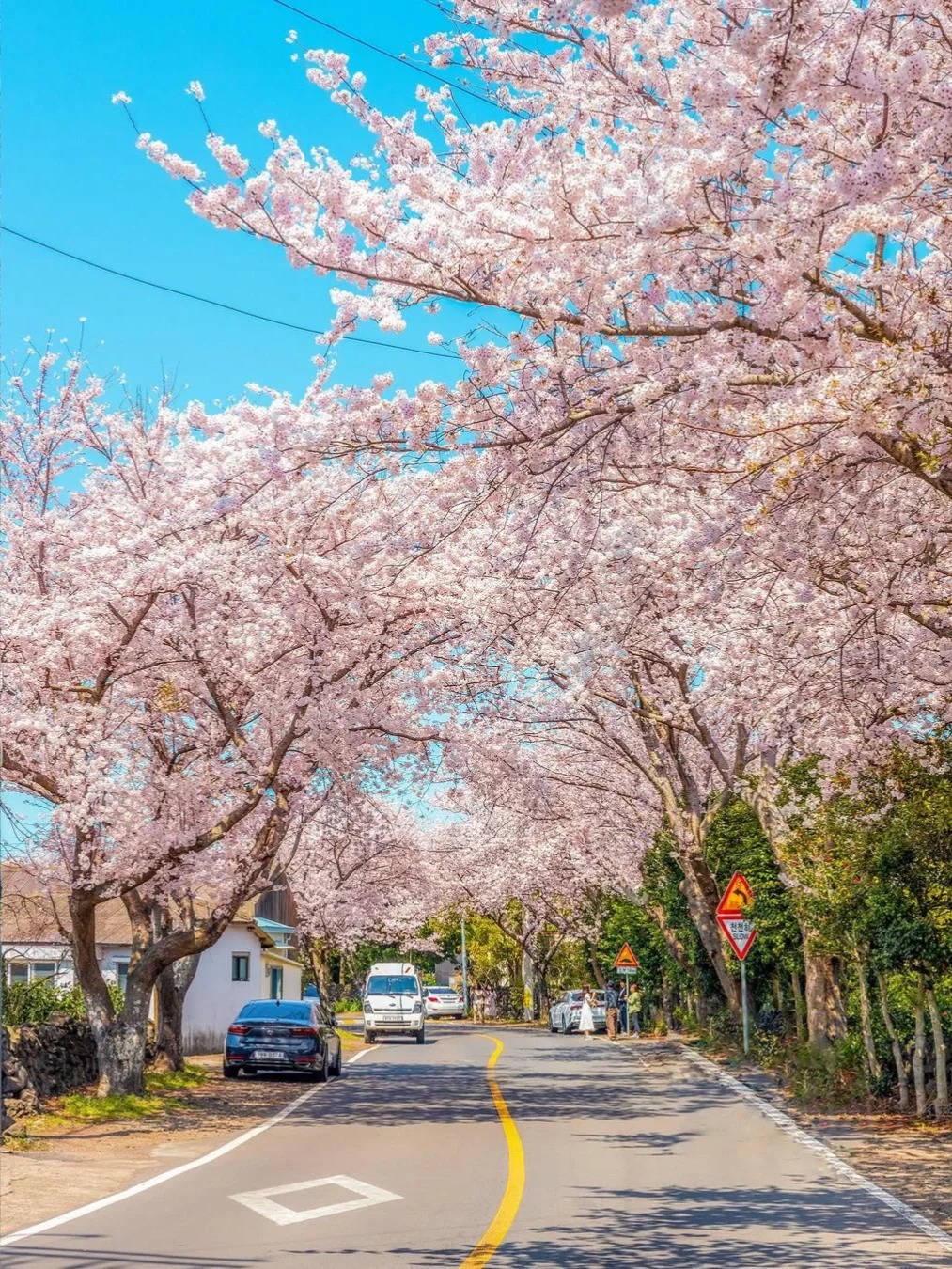 Ngắm hoa đào trên đảo Jeju