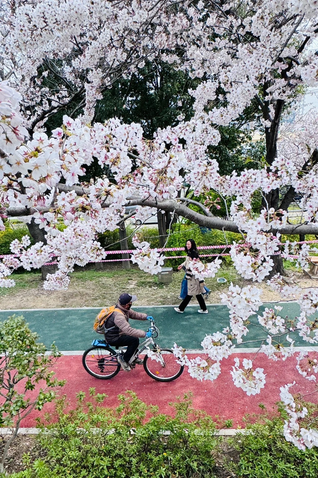 Mùa hoa anh đào Hàn Quốc