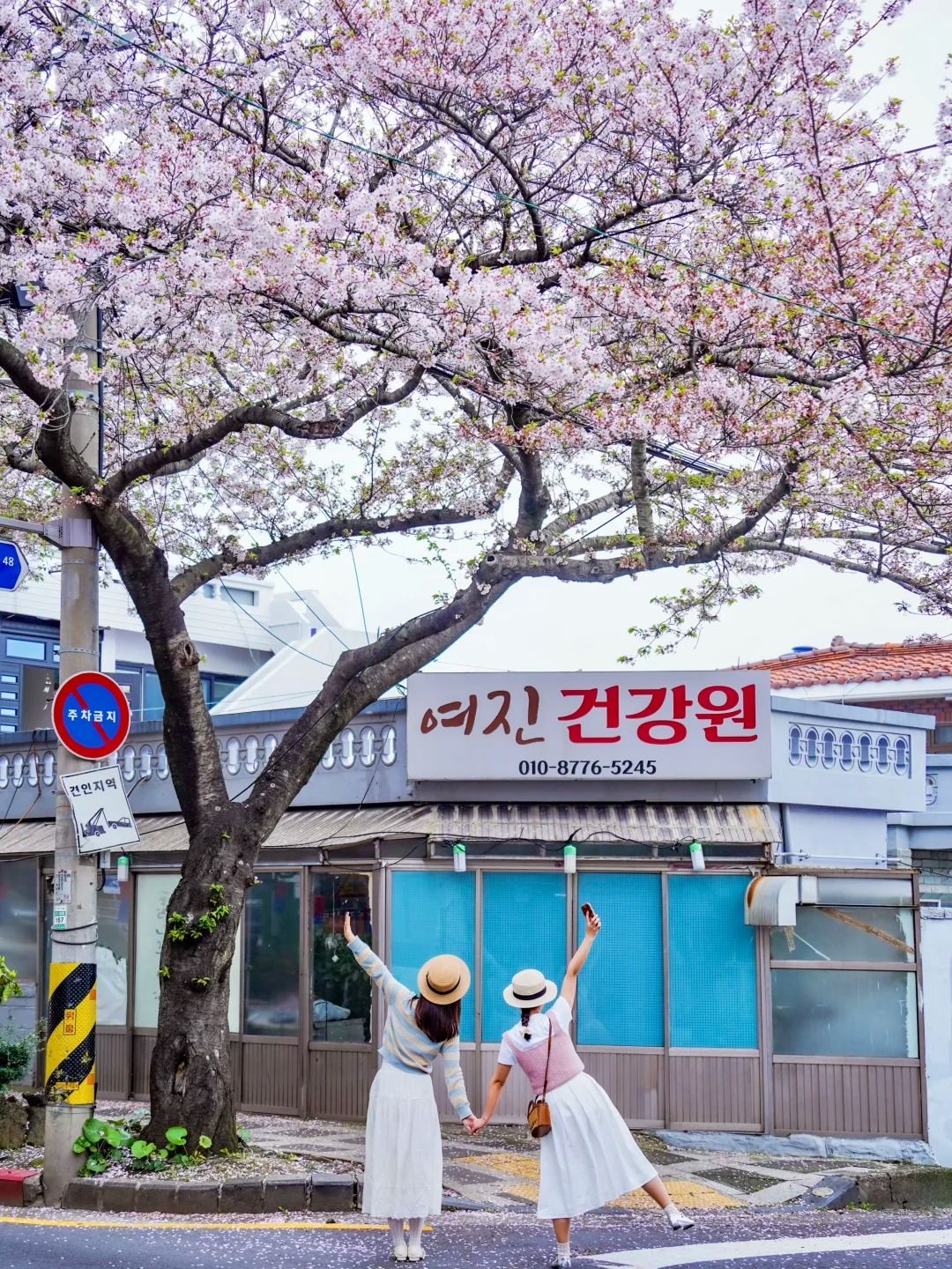 Ngắm hoa đào trên đảo Jeju